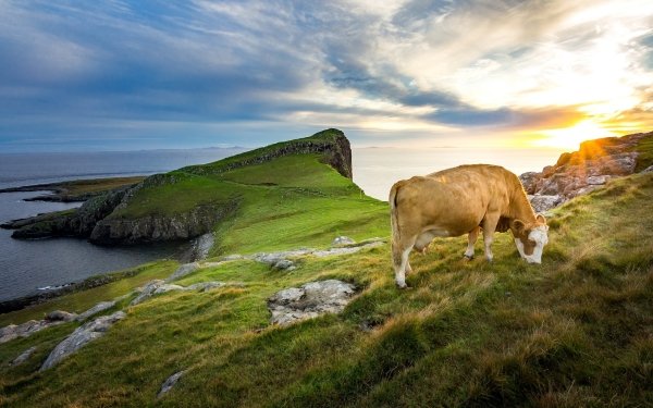 Animal Cow Horizon Sunrise Grass Coat Nature HD Wallpaper | Background Image