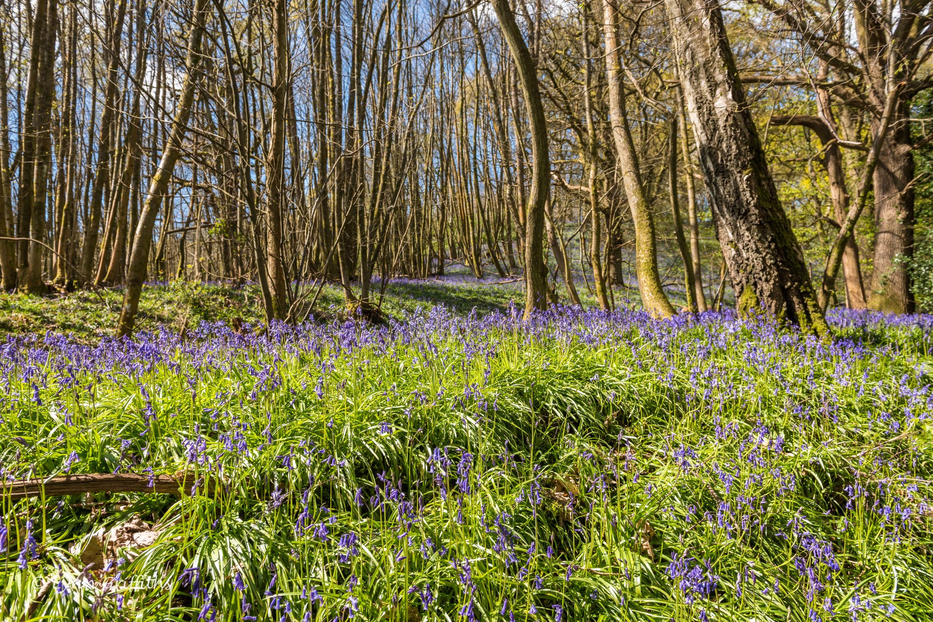 Download Purple Flower Spring Forest Nature Flower 4k Ultra HD Wallpaper