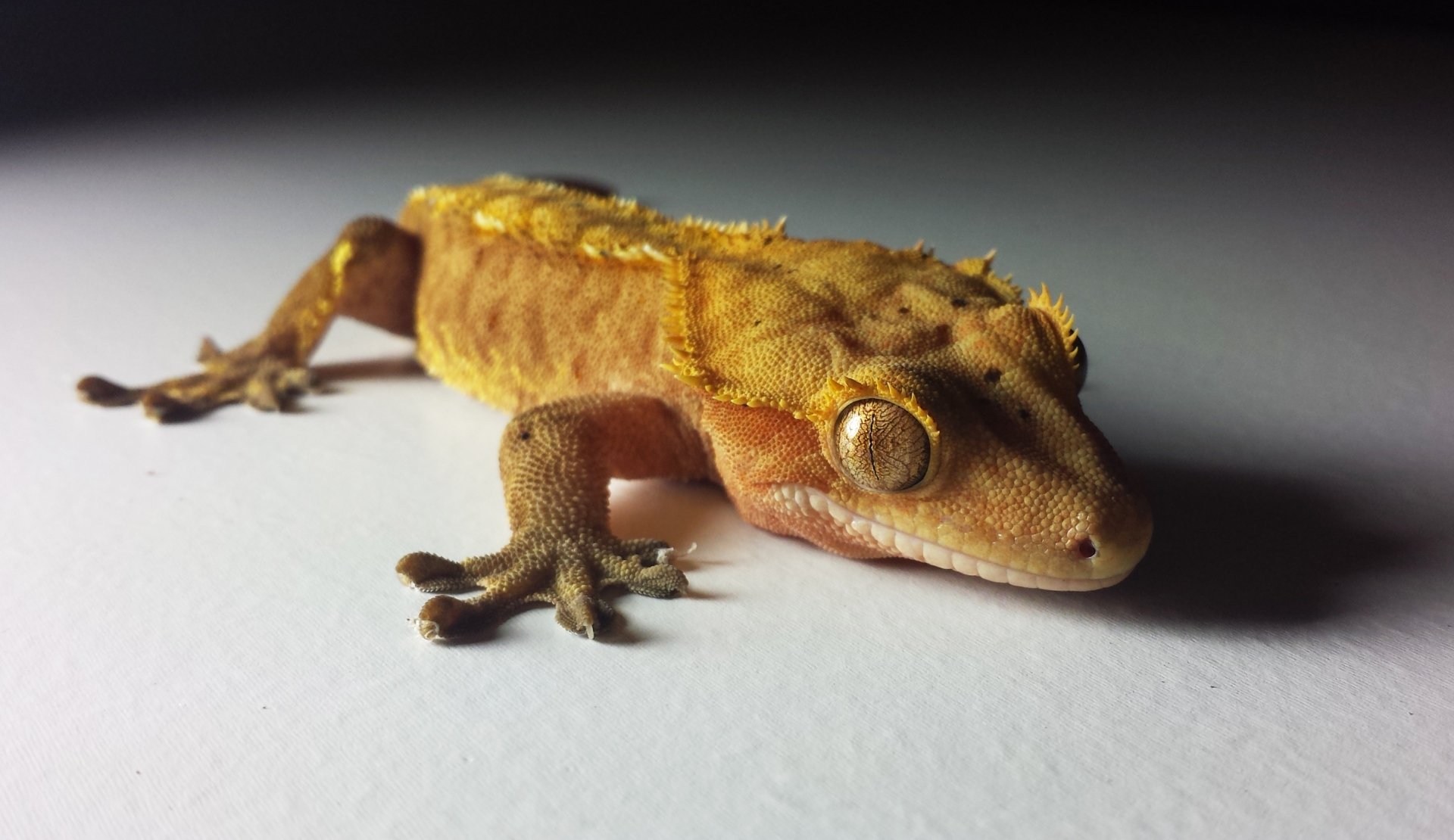 Yellow Crested Gecko