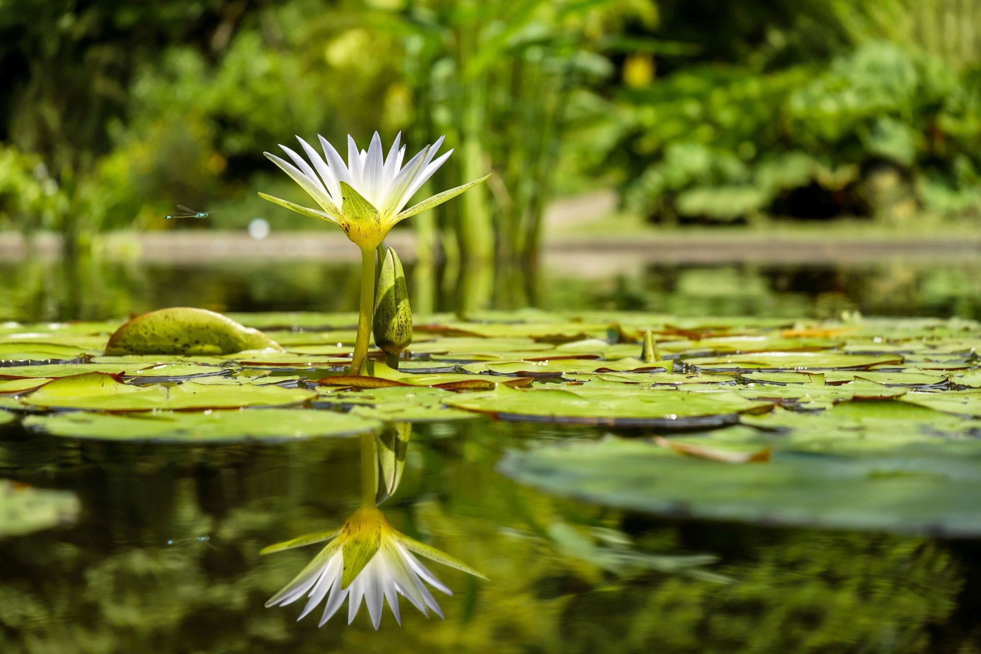 A serene HD desktop wallpaper showing a white water lily in full bloom, reflecting on a calm pond surrounded by lush green lily pads and vibrant nature.