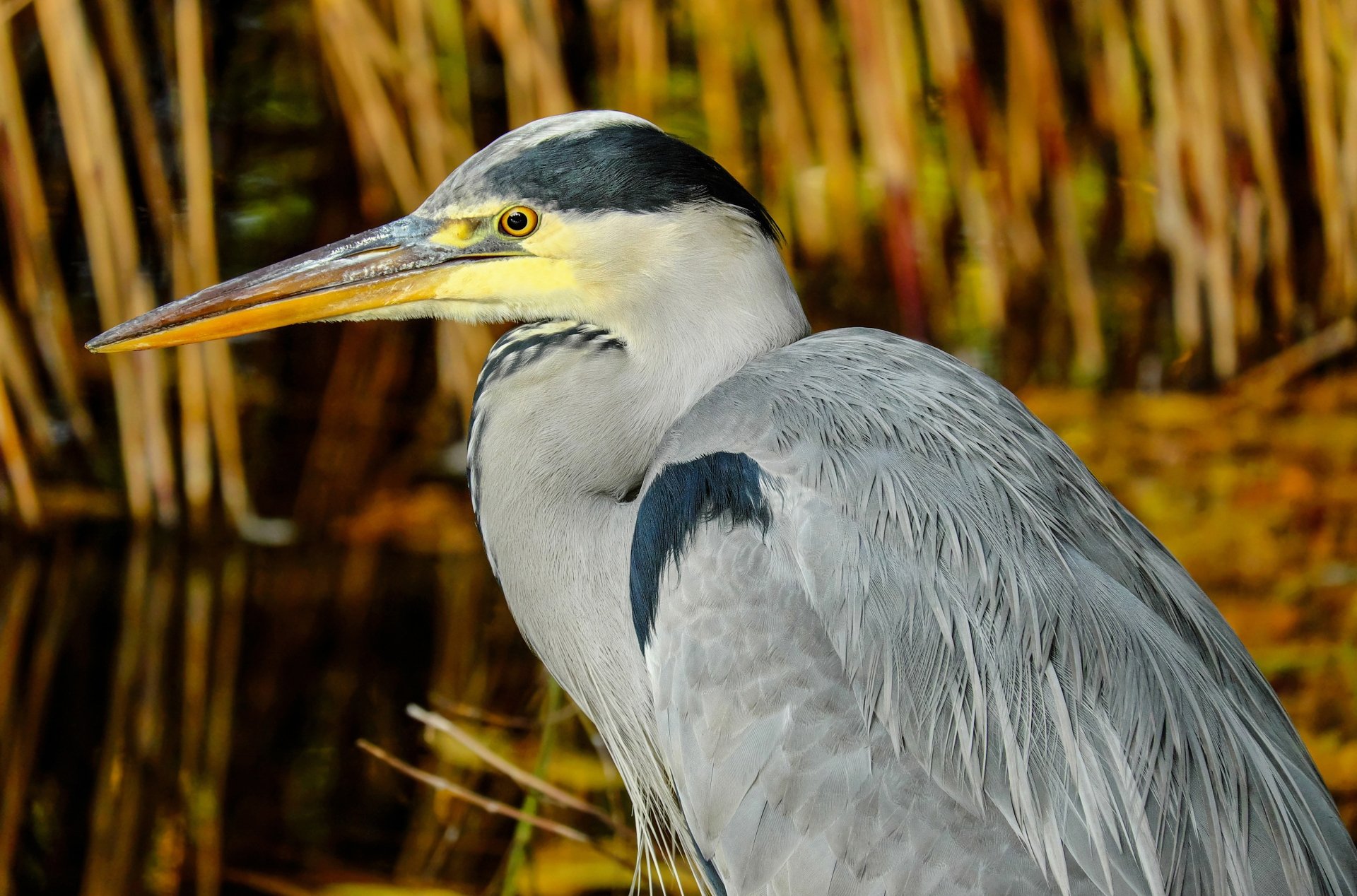 Download Close-up Bird Animal Heron 4k Ultra HD Wallpaper by Couleur