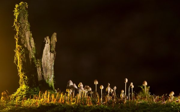 Earth Mushroom Nature Night HD Wallpaper | Background Image