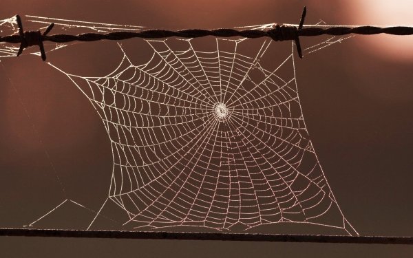 Photography Spider Web Nature HD Wallpaper | Background Image