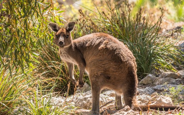 Animal Kangaroo HD Wallpaper | Background Image