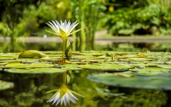 Earth Water Lily Flowers White Flower Lily Pad Reflection Nature Flower HD Wallpaper | Background Image