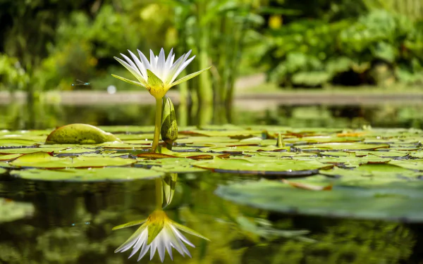 flower nature reflection lily pad white flower water lily HD Desktop Wallpaper | Background Image