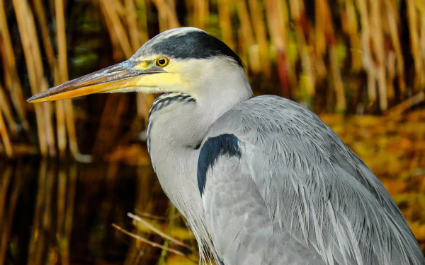  Grey Heron by Couleur