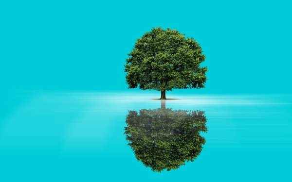 Artistic Tree Reflection Water Blue HD Wallpaper | Background Image
