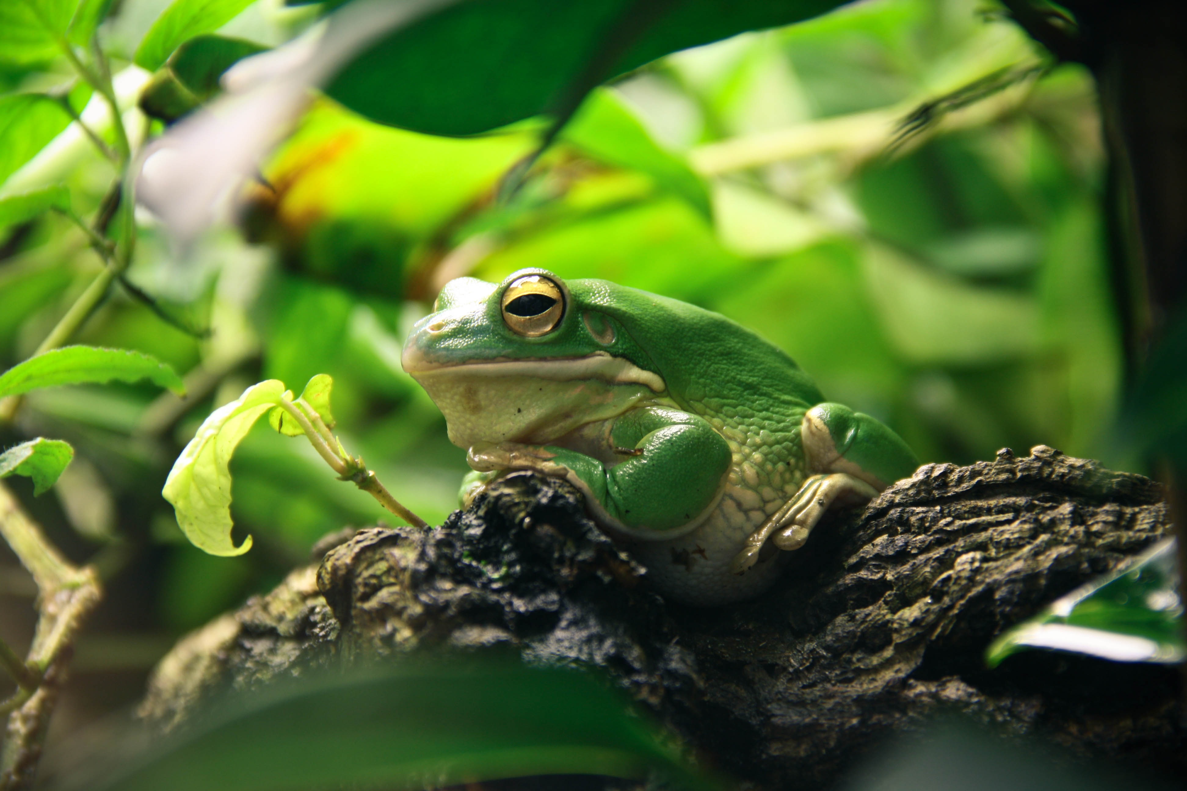 Animal White-Lipped Tree Frog HD Wallpaper | Background Image