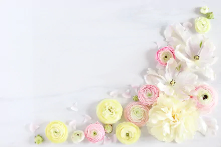 Artistic 4K Ultra HD desktop wallpaper featuring yellow, pink, and white ranuncula flowers arranged elegantly on a soft white background.