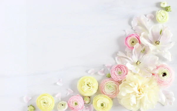 Artistic 4K Ultra HD desktop wallpaper featuring yellow, pink, and white ranuncula flowers arranged elegantly on a soft white background.