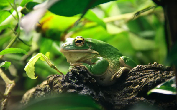 Close-up of a green white-lipped tree frog perched on a branch in a lush, leafy environment, captured in 4K Ultra HD for detailed amphibian imagery.