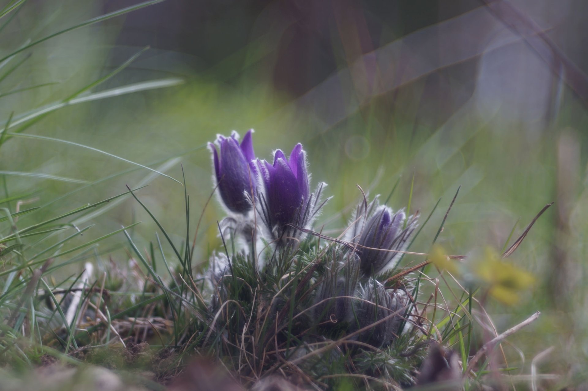 Close-up of purple anemone flowers in grass, soft-focus nature scene — HD PC desktop wallpaper and background.