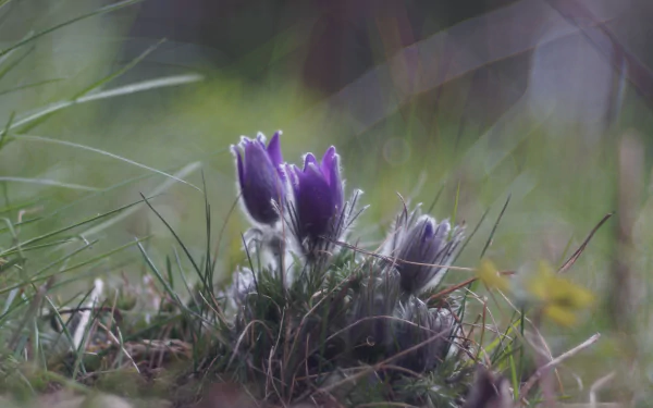 Close-up of purple anemone flowers in grass, soft-focus nature scene — HD PC desktop wallpaper and background.