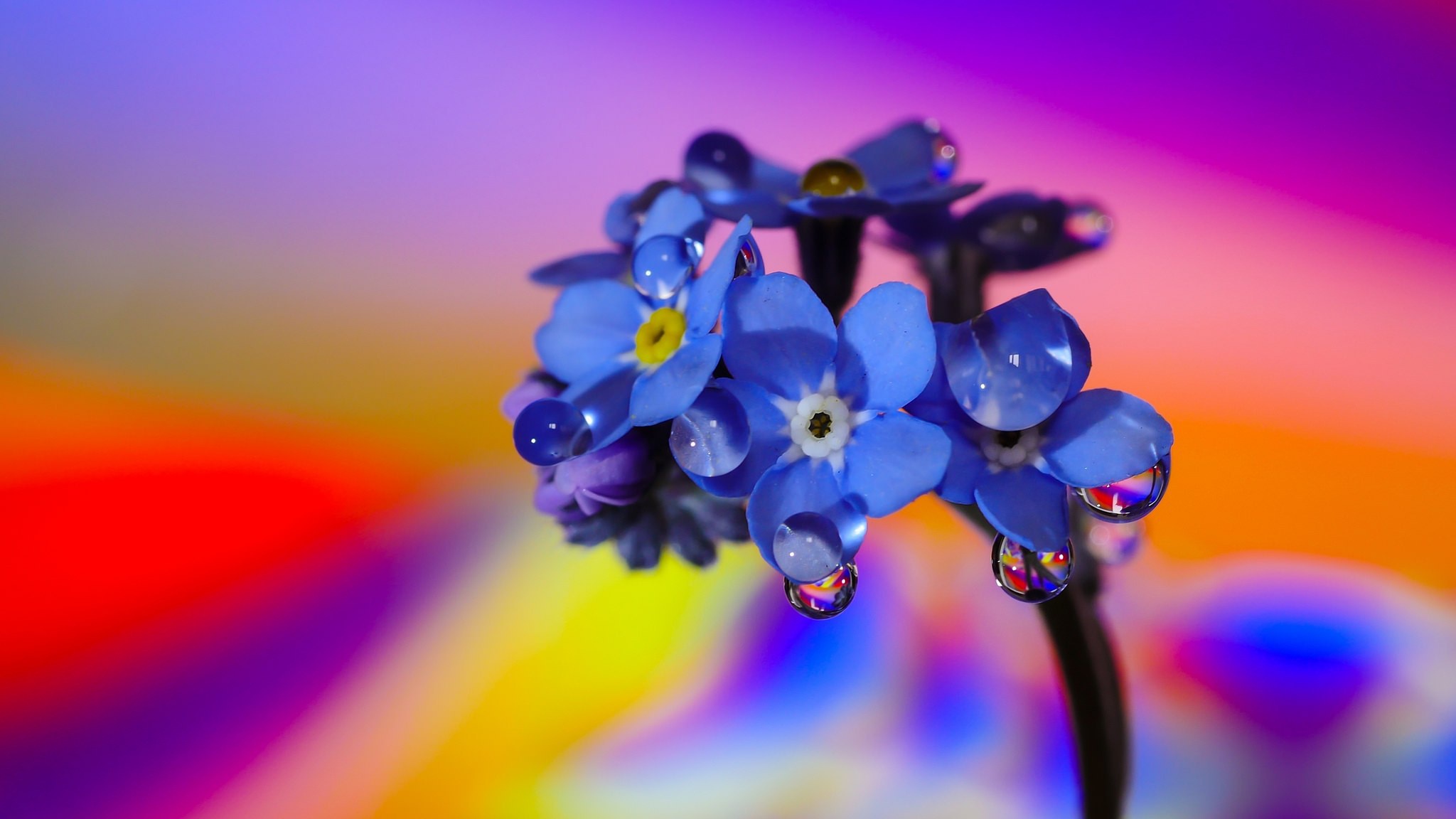 Nature Forget-Me-Not HD Wallpaper by Yasmine Hens