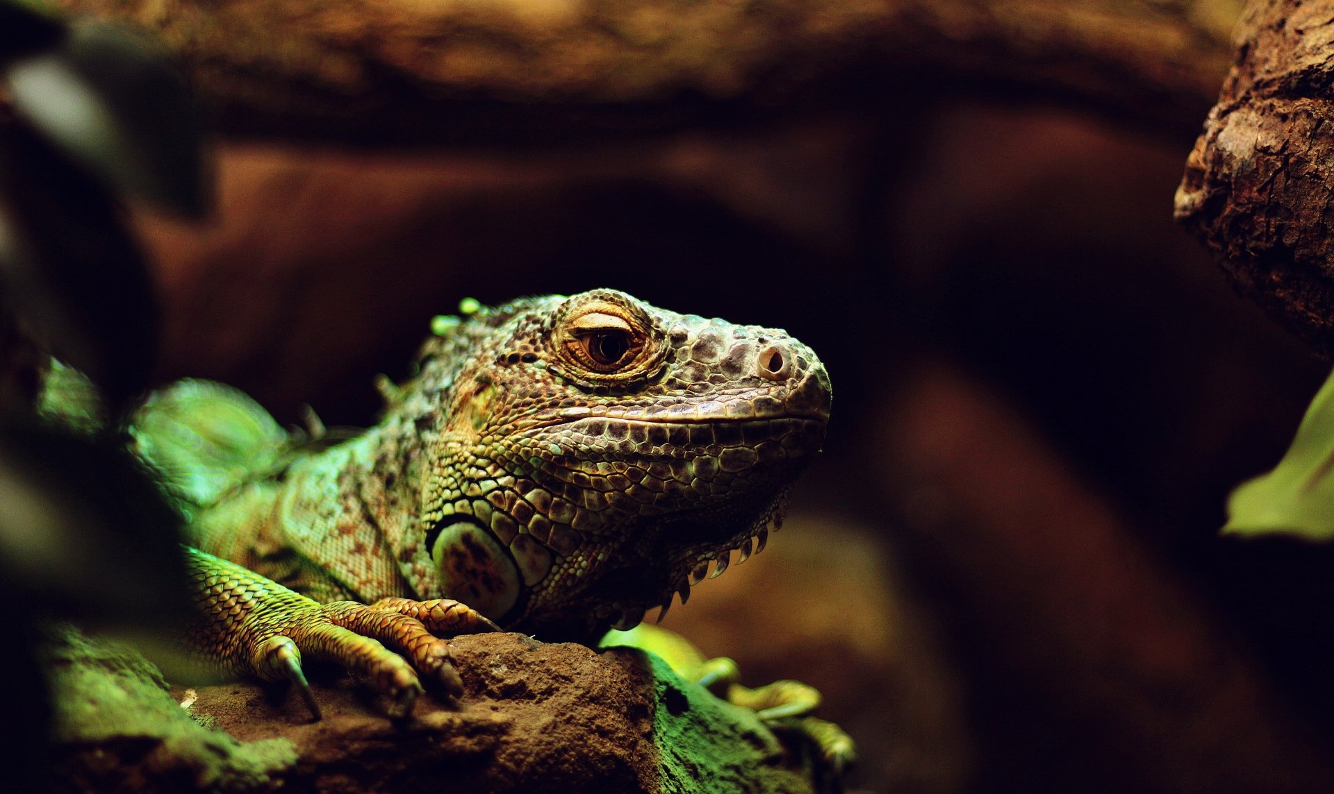 5K Ultra HD PC desktop wallpaper: close-up of a green iguana lizard reptile resting on a mossy log, animal portrait.