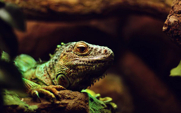 5K Ultra HD PC desktop wallpaper: close-up of a green iguana lizard reptile resting on a mossy log, animal portrait.