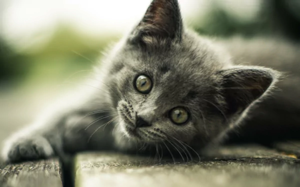 Close-up of a gray kitten with green eyes lounging on wooden planks, soft bokeh background — 4K Ultra HD PC desktop wallpaper of a cat.