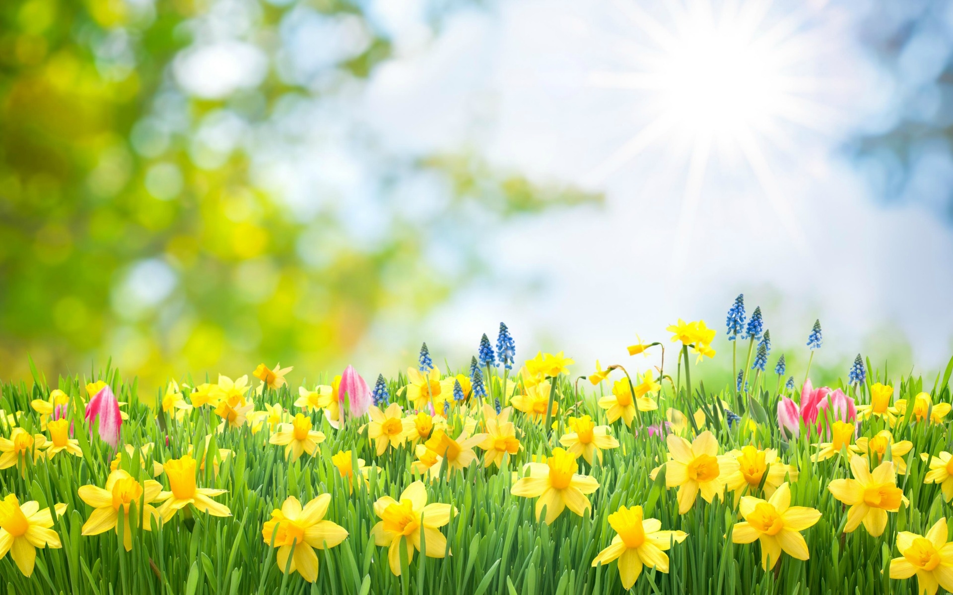 Download Yellow Flower Grass Daffodil Flower Nature Spring Hd Wallpaper