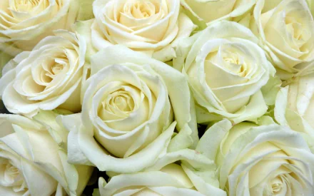  White Roses