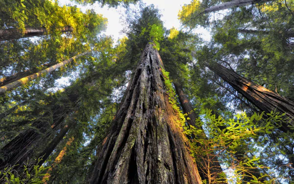  Looking Up at Redwood Trees