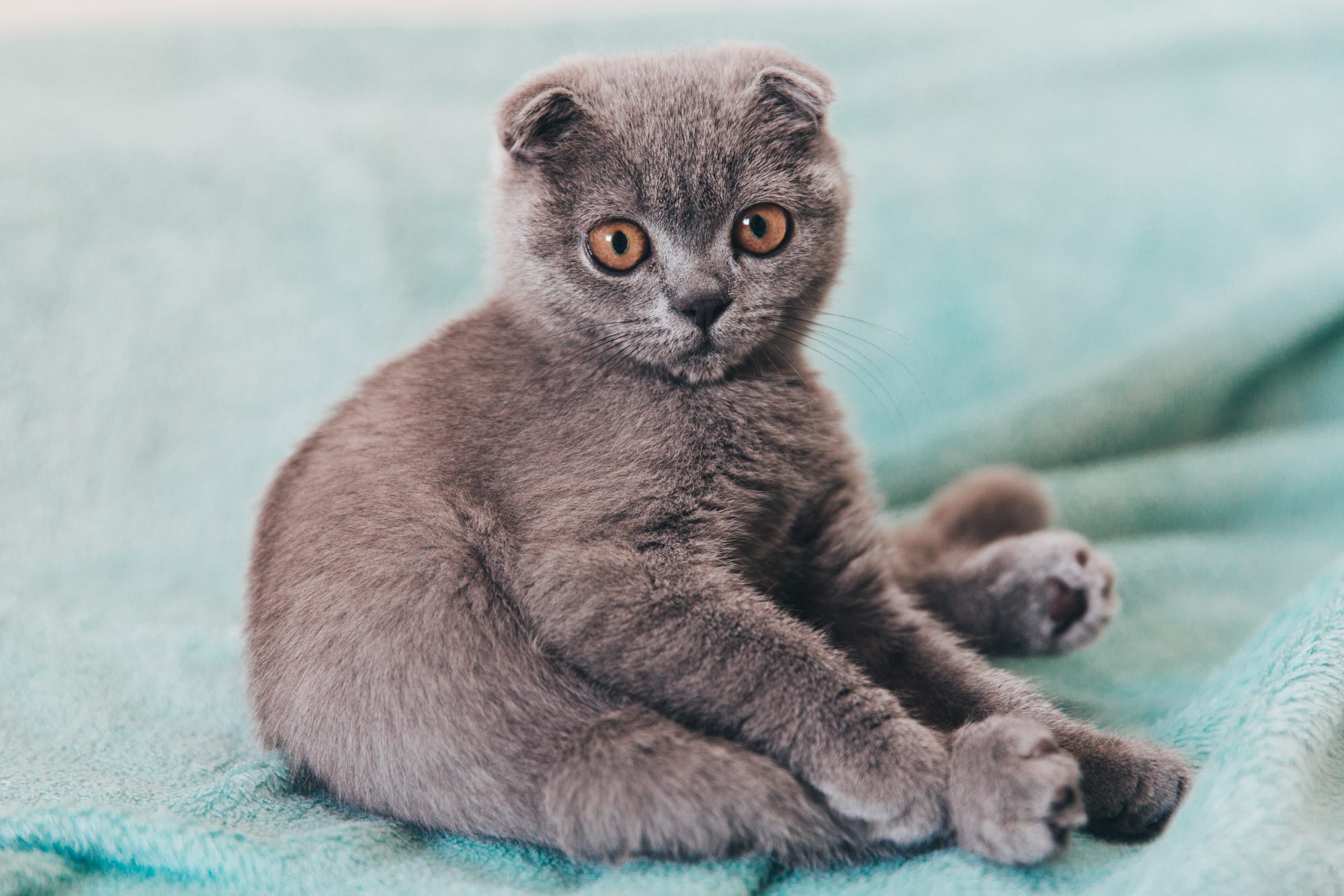 Шотландская Вислоухая Кошка Фото Котят