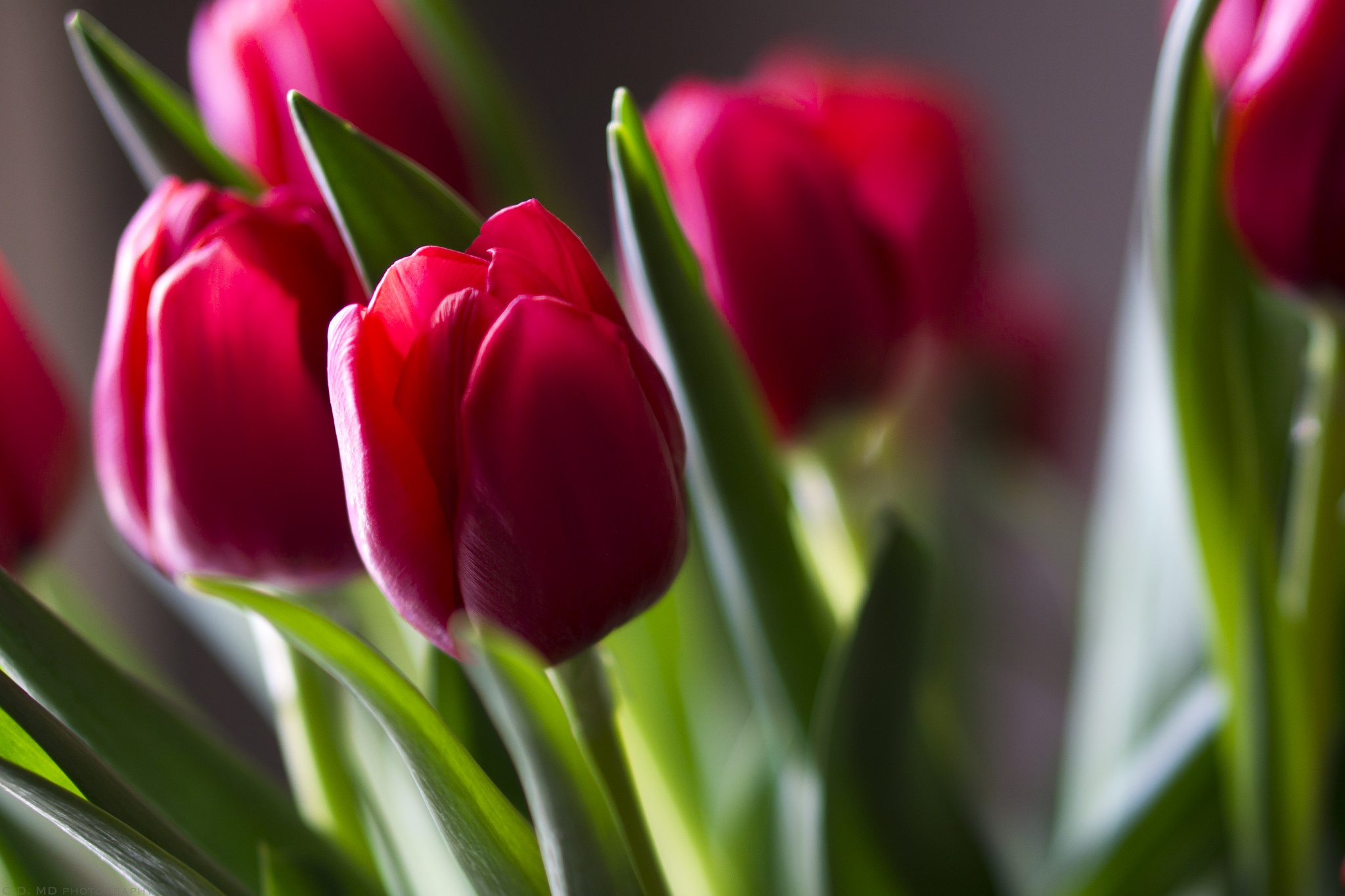 Tulip Close Up Wallpaper