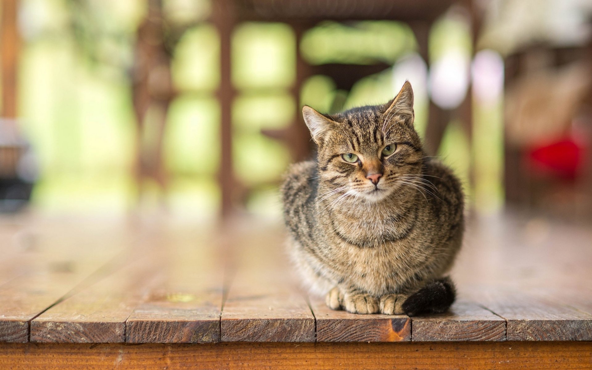 Download Depth Of Field Stare Animal Cat HD Wallpaper