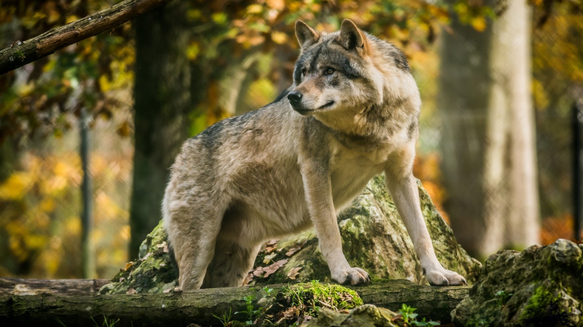 A wolf stands on mossy ground with a blurred forest background, captured with depth of field. This HD desktop wallpaper emphasizes the majestic presence of the animal amidst autumn foliage.