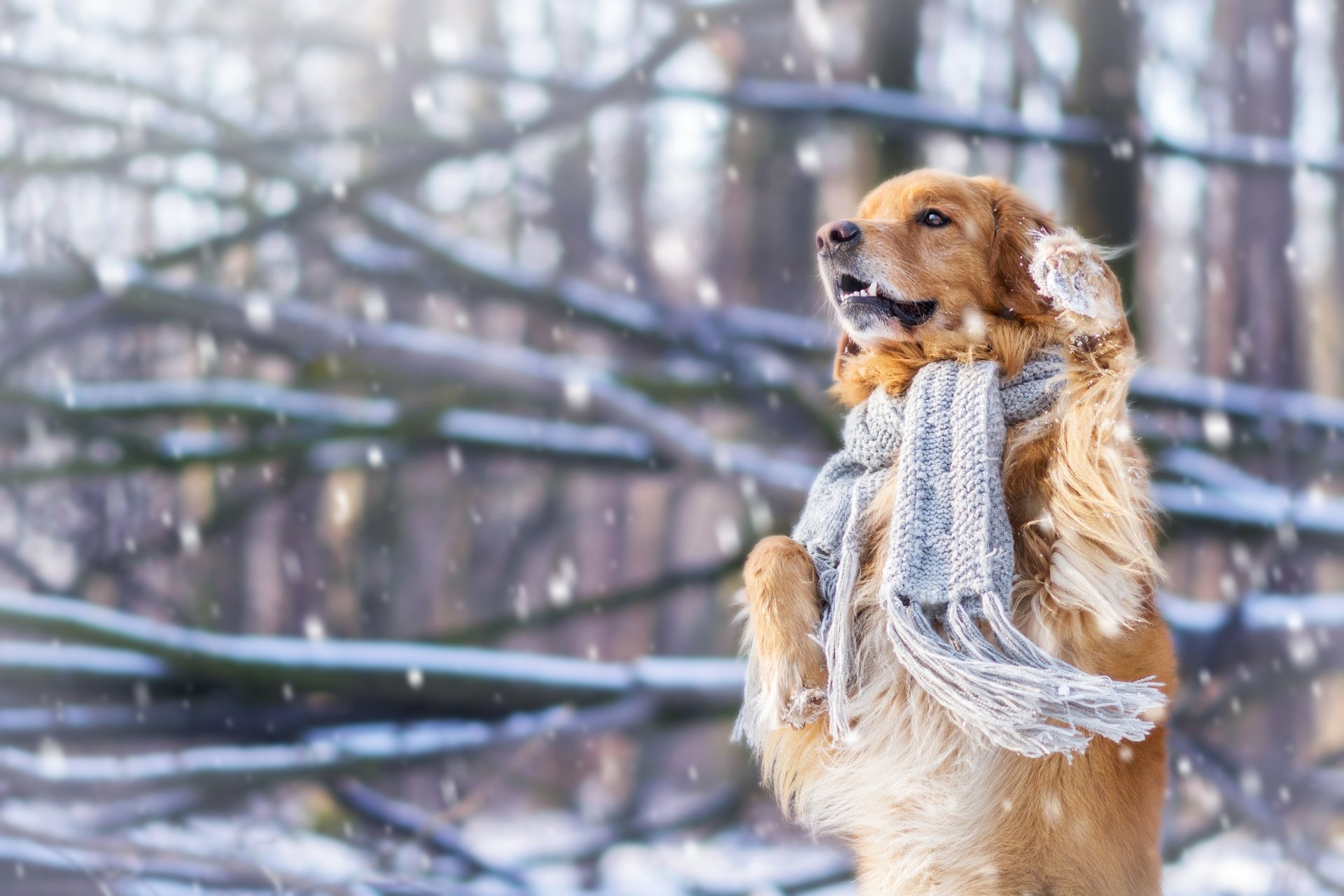 Animal Golden Retriever 4k Ultra HD Wallpaper by Veronika Kozubková