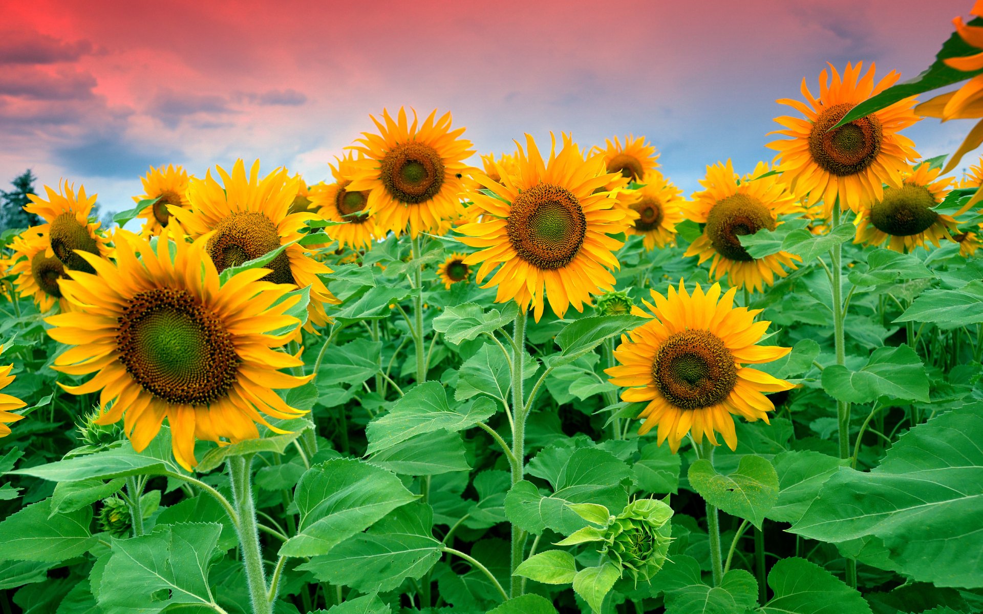  Sunflower  HD Wallpaper Background Image 2560x1600 ID 