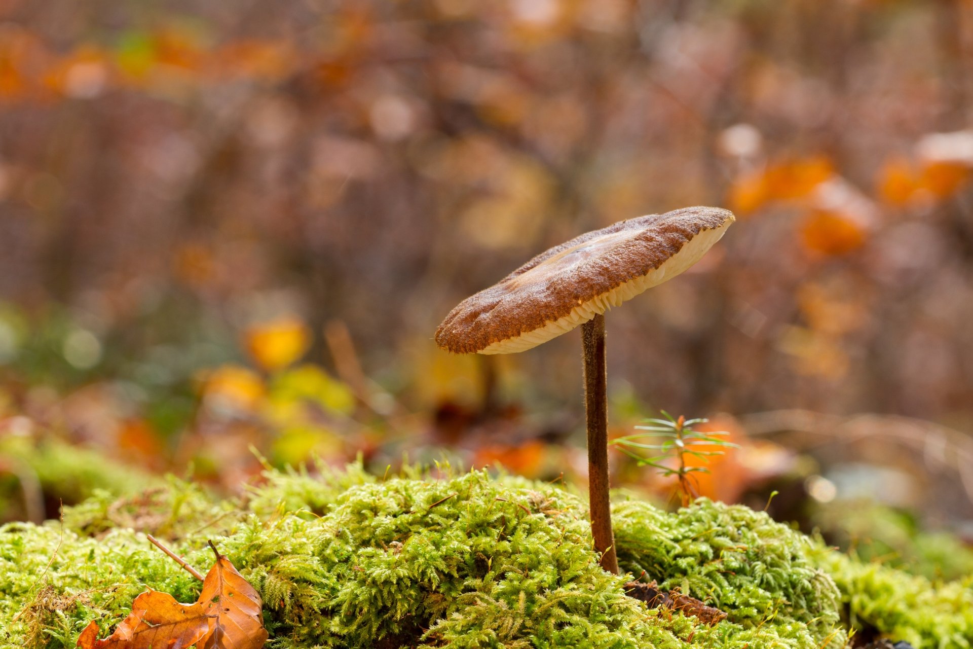 Download Depth Of Field Blur Nature Moss Mushroom 4k Ultra HD Wallpaper