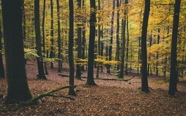 Earth Forest Nature Tree Fall HD Wallpaper | Background Image