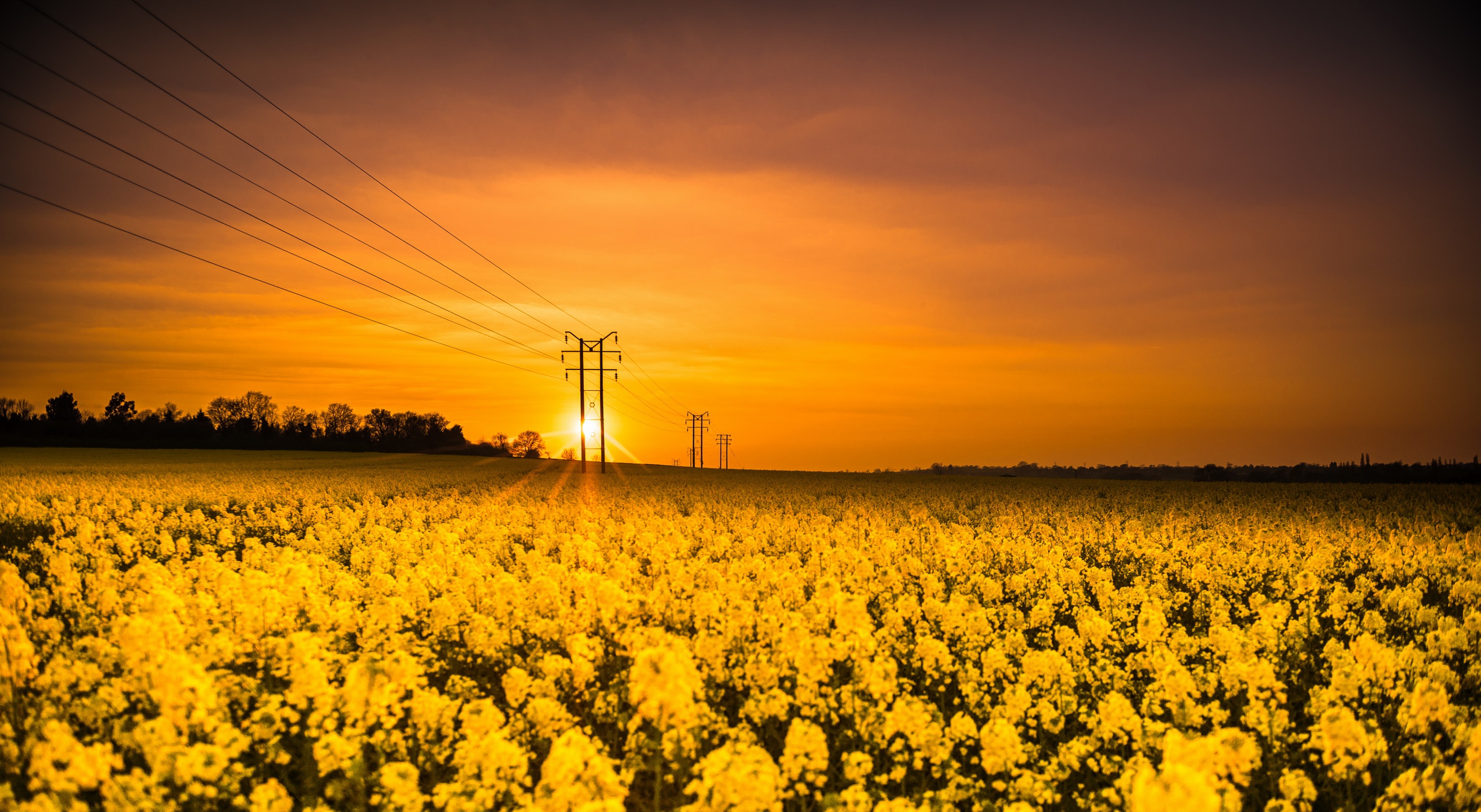 Golden Canola Fields - 4K Ultra HD