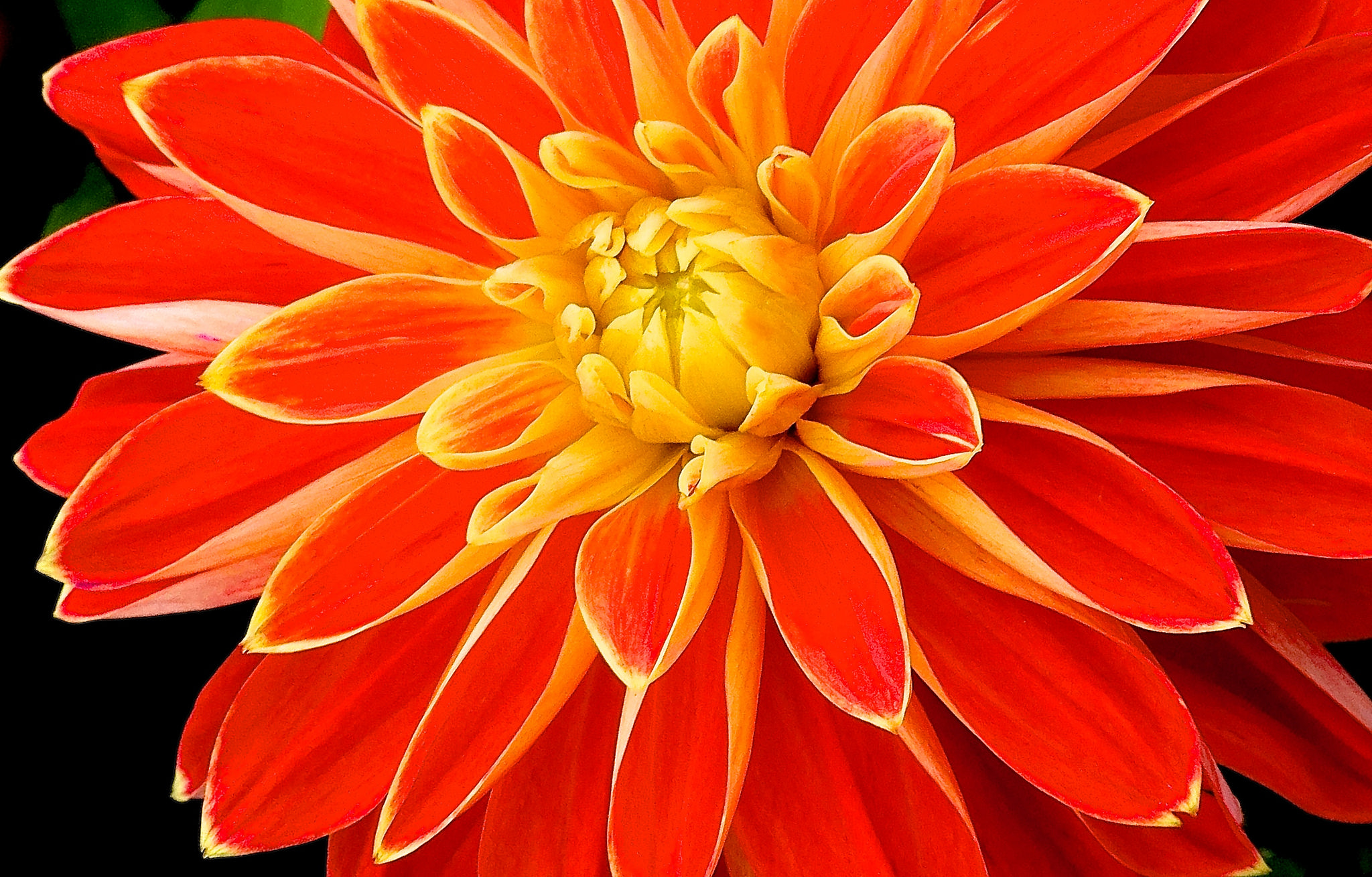 Download Orange Flower Close-up Flower Nature Dahlia HD Wallpaper