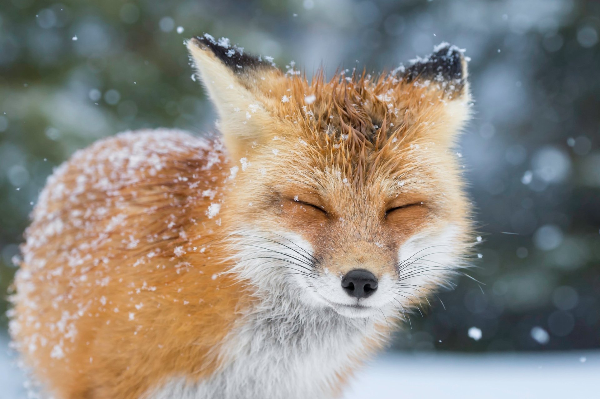 Animal Fox HD Wallpaper