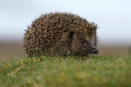 Animal hedgehog HD Desktop Wallpaper | Background Image