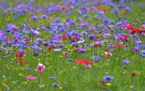 Earth Flower Flowers Nature Purple Flower Meadow Summer HD Wallpaper | Background Image