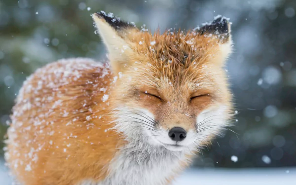 A fox with its eyes closed stands amidst a gentle snowfall in this HD winter wallpaper and background. Snowflakes are visible on its fur, capturing a serene moment in nature.