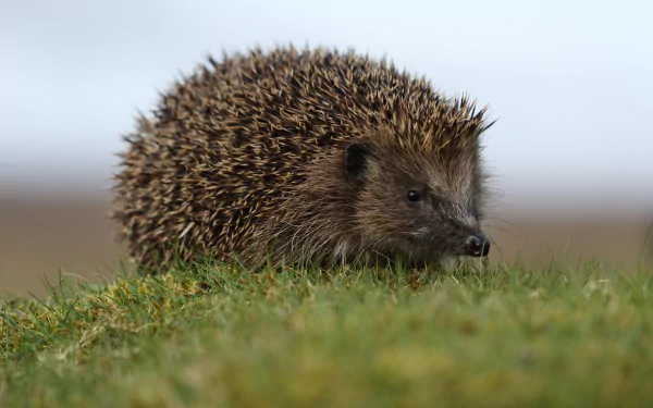 Animal hedgehog HD Desktop Wallpaper | Background Image
