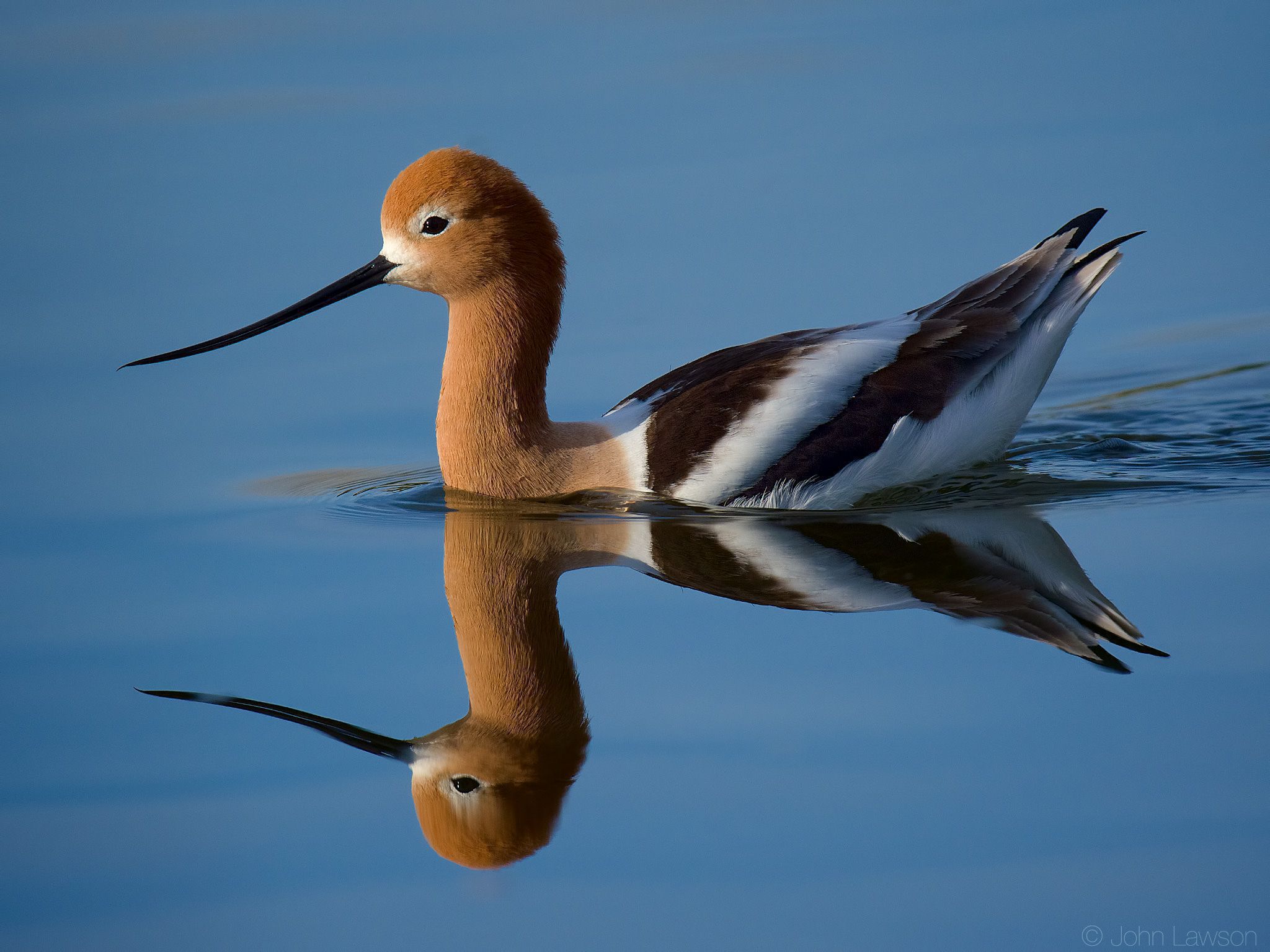 American Avocet Reflected in the Water by John Lawson