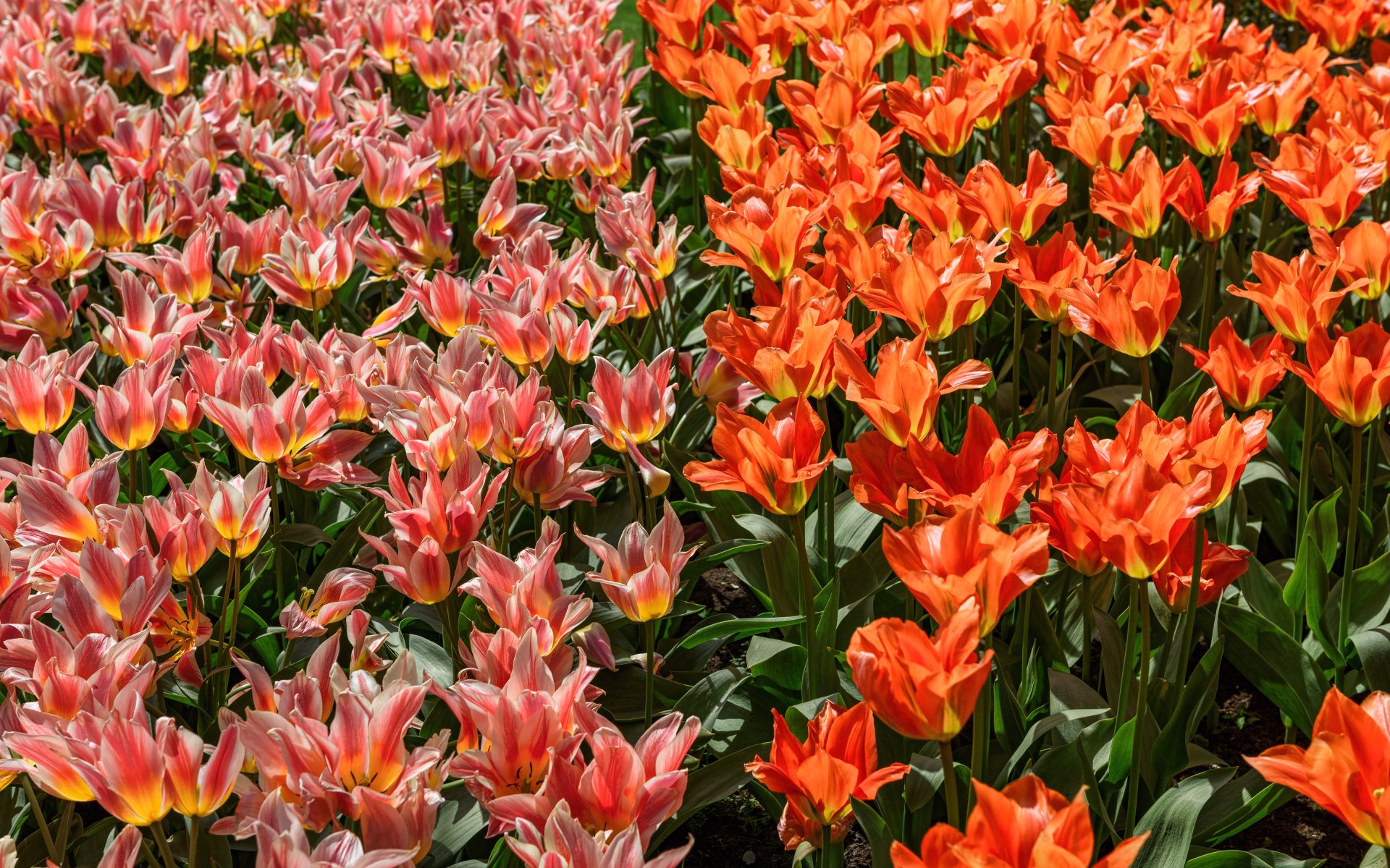 Download Pink Flower Red Flower Nature Flower Tulip 4k Ultra HD ...