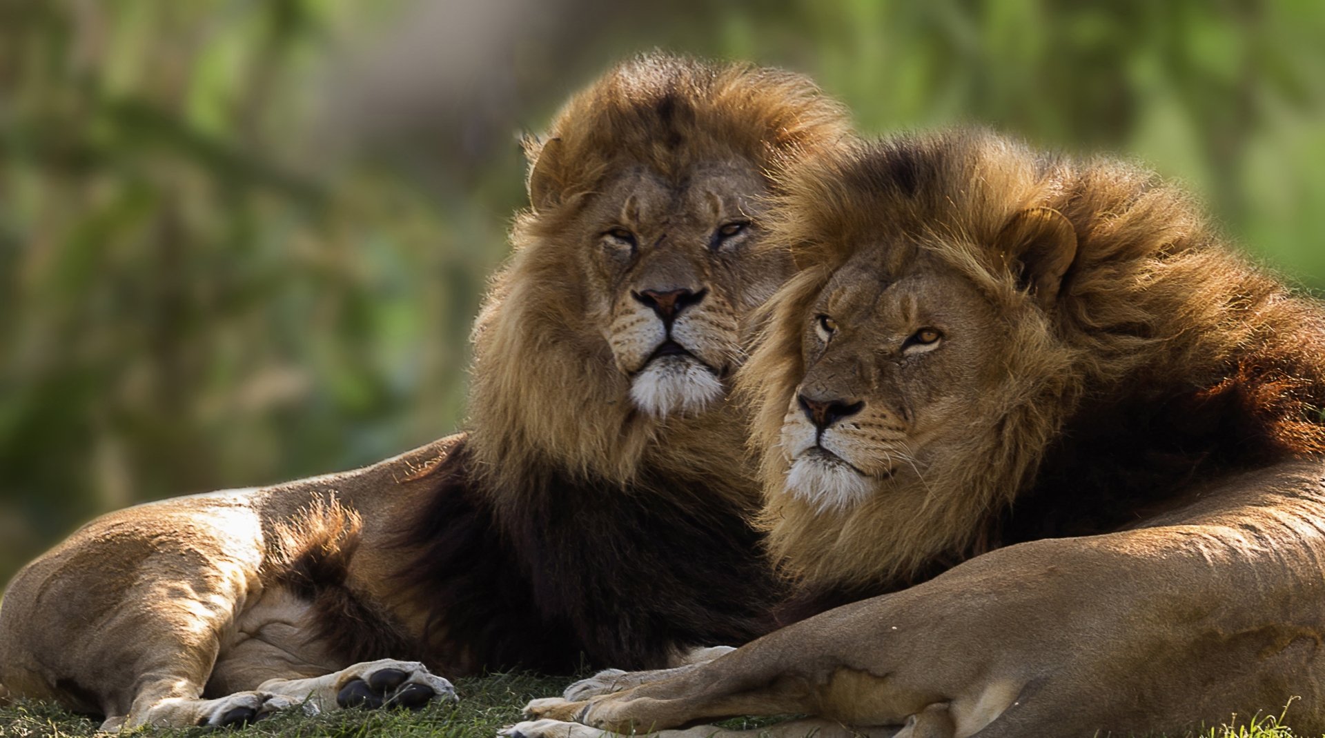 Two resting lions recline side by side in soft light, animal portrait — 2K Quad HD PC desktop wallpaper/background.
