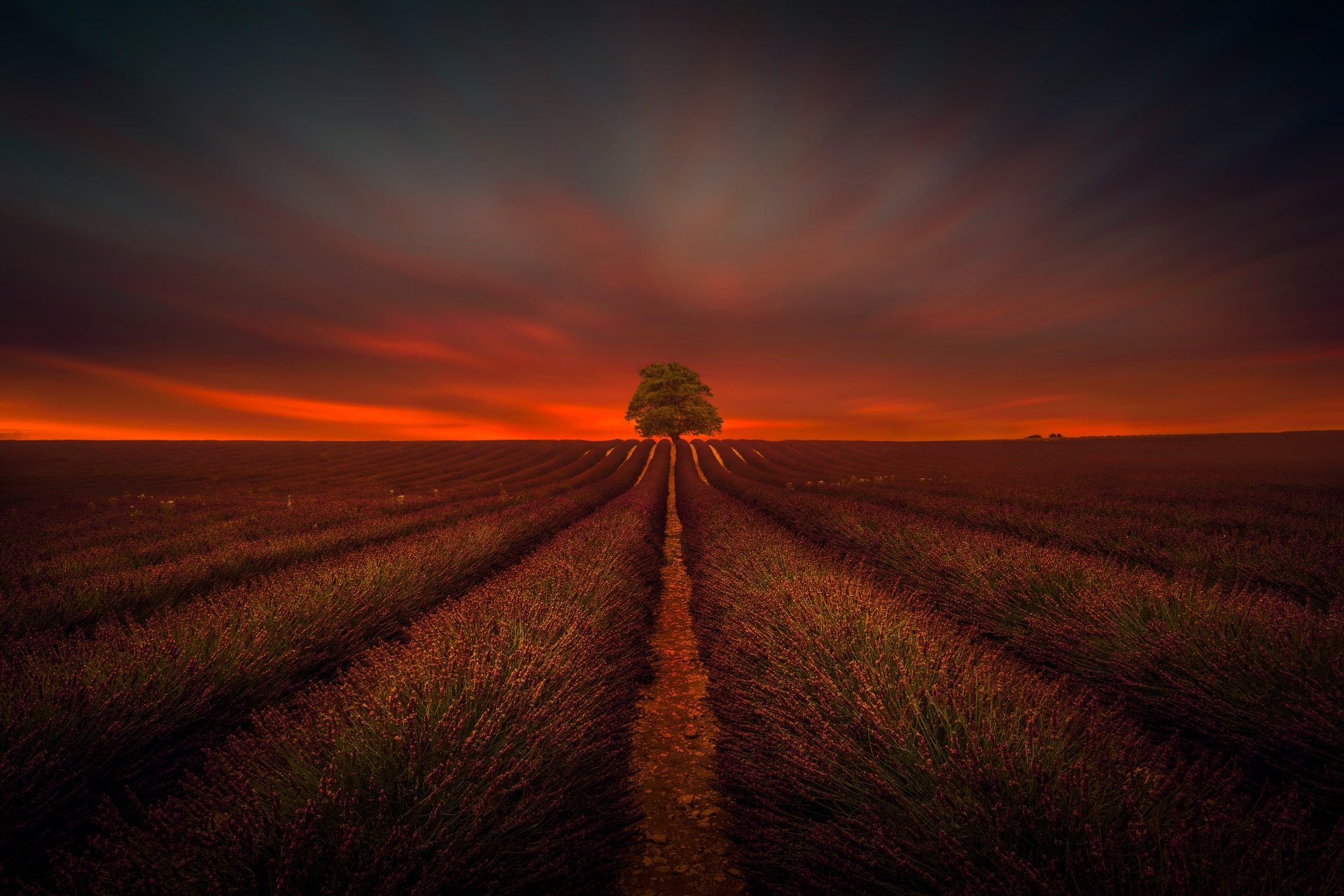 Download Nature Orange (Color) Lonely Tree Lavender Tree Sunset Field ...