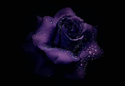 Close-up HD wallpaper of a purple rose adorned with glistening dew drops, highlighting the delicate texture and rich color of the flower against a dark background.