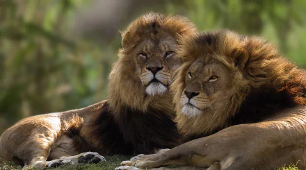 resting Animal lion HD Desktop Wallpaper | Background Image