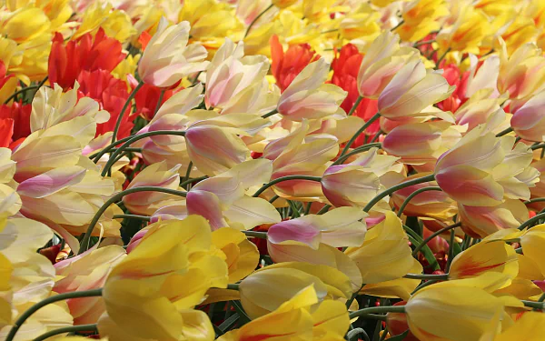  Tulips in the Wind