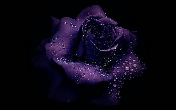 Nature Rose Flowers Flower Purple Rose Dew Drop Purple Flower HD Wallpaper | Background Image