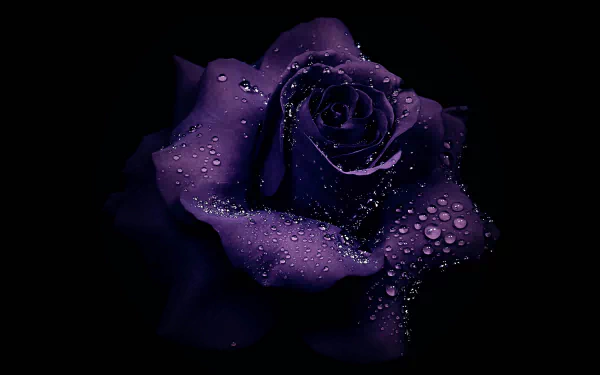 Close-up HD wallpaper of a purple rose adorned with glistening dew drops, highlighting the delicate texture and rich color of the flower against a dark background.