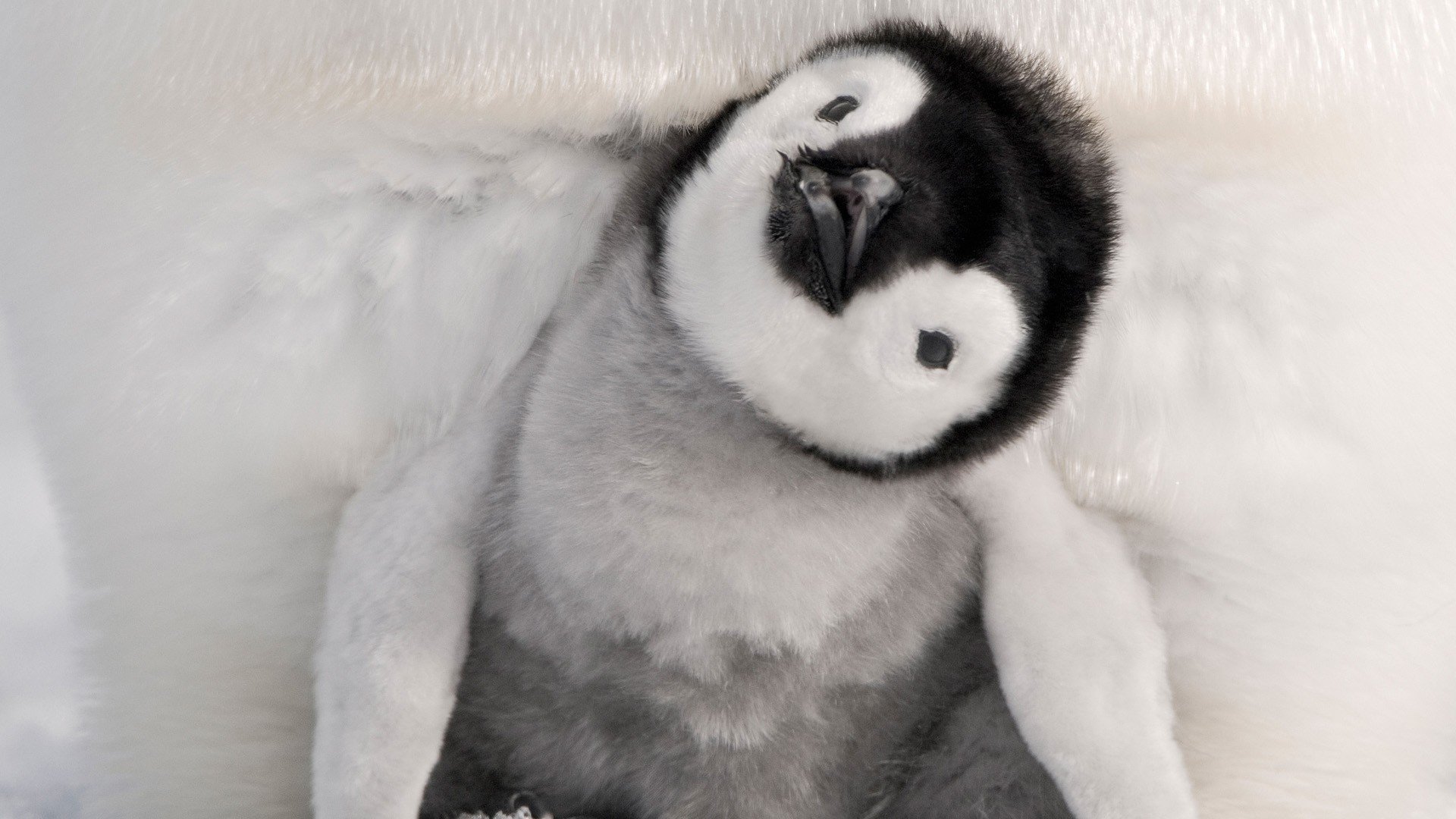 emperor-penguin-chick-kept-warm-by-his-dad